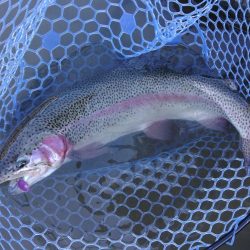 なんとか二桁 ～天竜川ルアーフライ専用区～